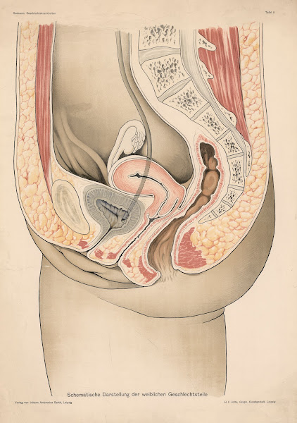 Schematische Darstellung der weiblichen Geschlechtsteile 1900