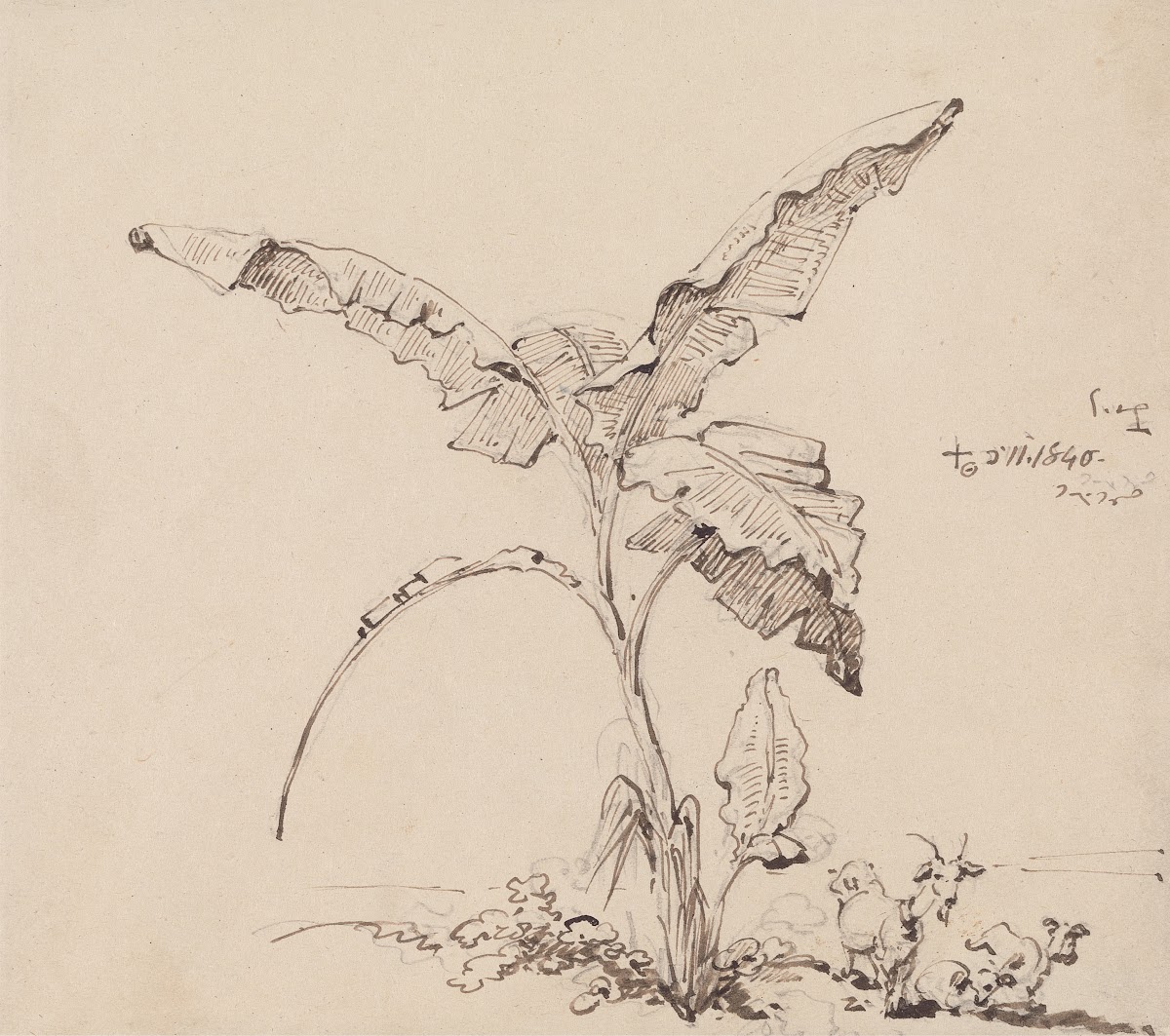 Goats Beneath a Banana Tree 1840