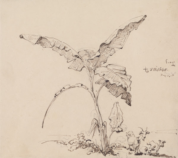Goats Beneath a Banana Tree 1840
