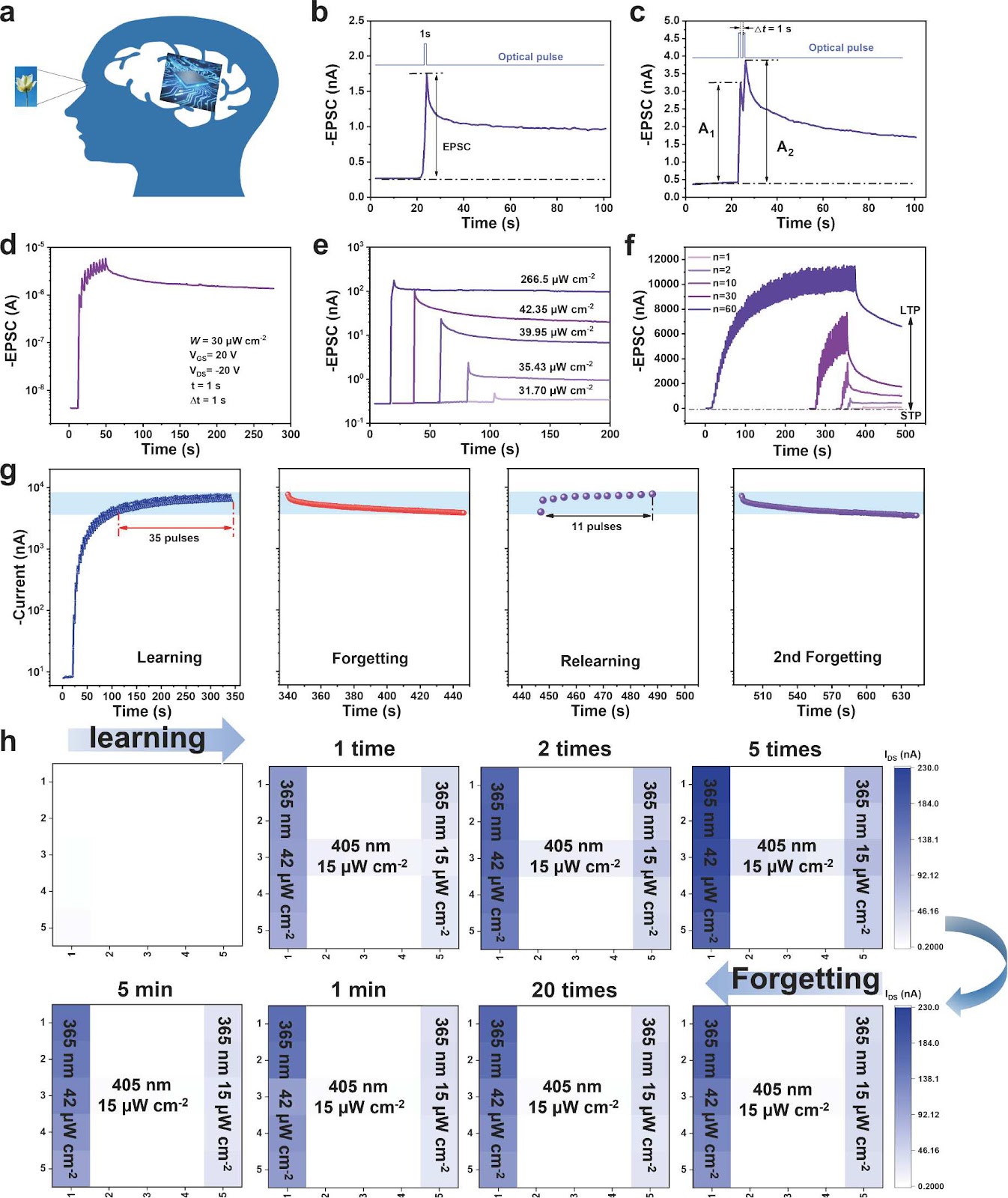 Blended phase separation strategy for seamless integration of ultrathin crystalline channels and charge trapping layers toward multimode neuromorphic optoelectronics