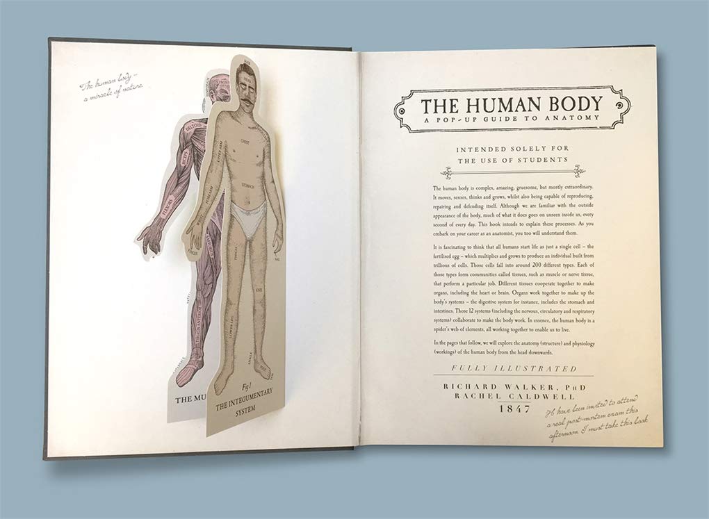 The Human Body: A Pop-Up Guide to Anatomy - thumbnail 3