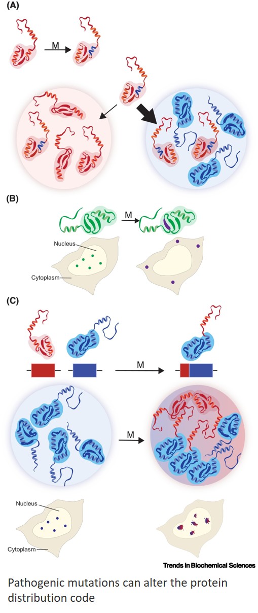Protein codes and mobility together shape cellular function and disease