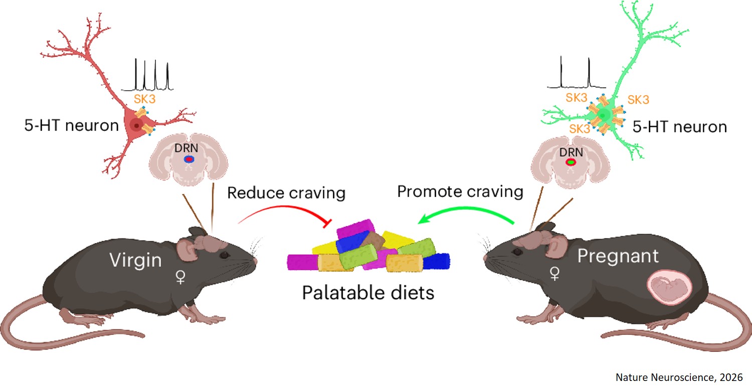 Brain circuit linked to food cravings during pregnancy identified!