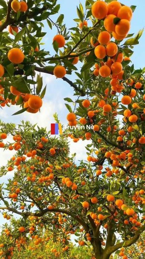 Mặt Trời Vẫn Mọc Ở Đằng Đông