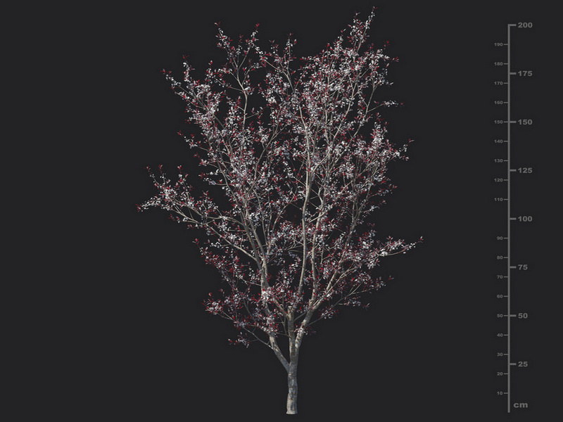 Maxtree - Plant Models Vol.129