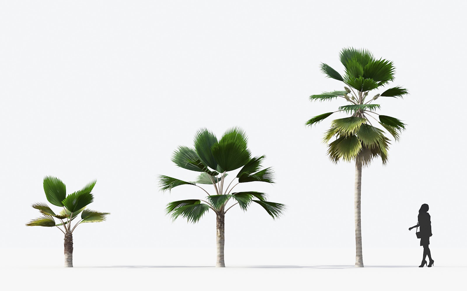Maxtree - Plant Models Vol.15