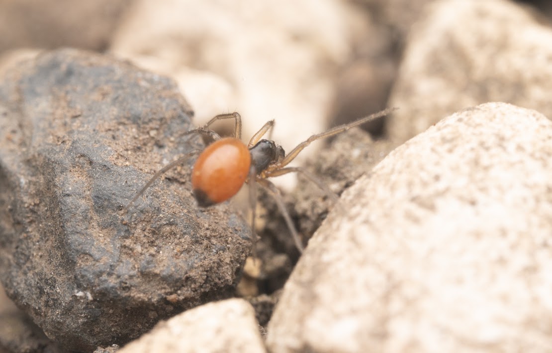 Ostearius melanopygius