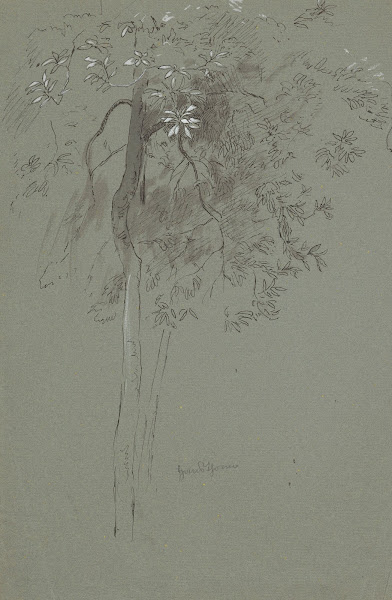 Study of two trees 1880   1920