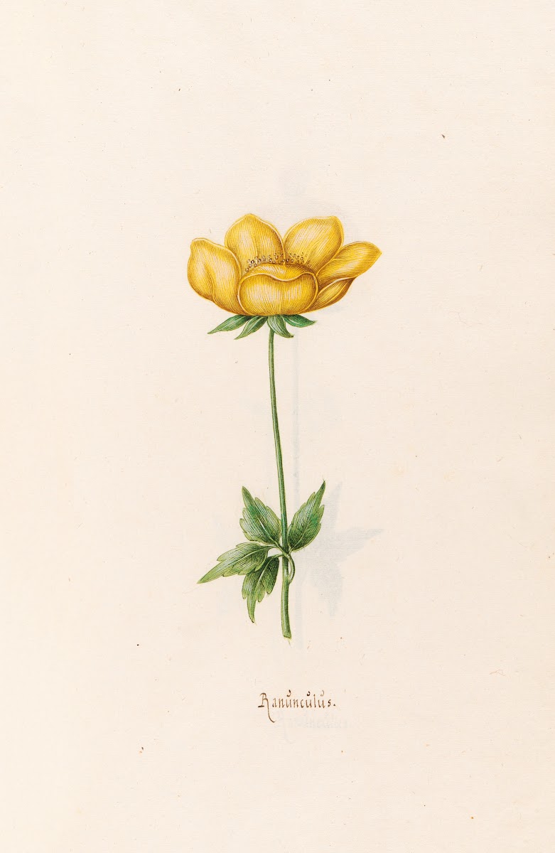 Ranünculüs 1692