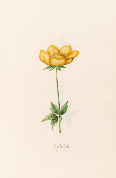 Ranünculüs 1692