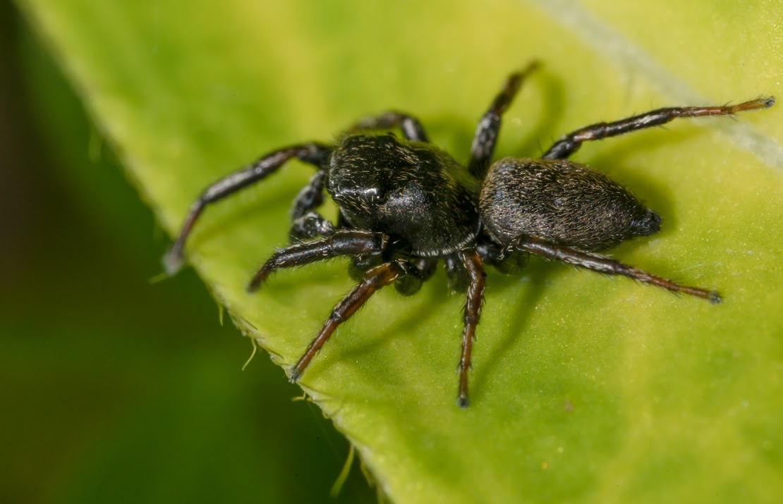 Heliophanus flavipes