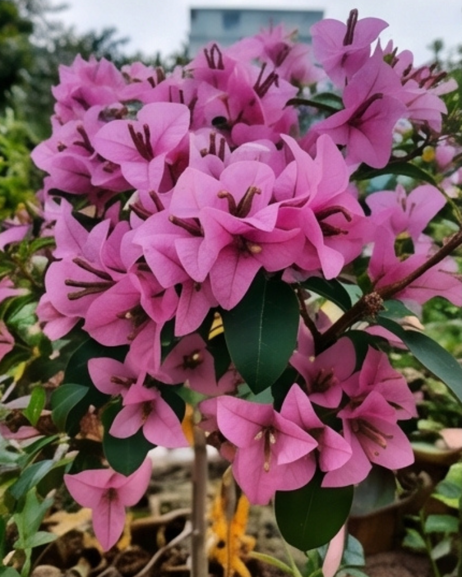 Imported Mini Formosa Bougainvillea Plant — view 5
