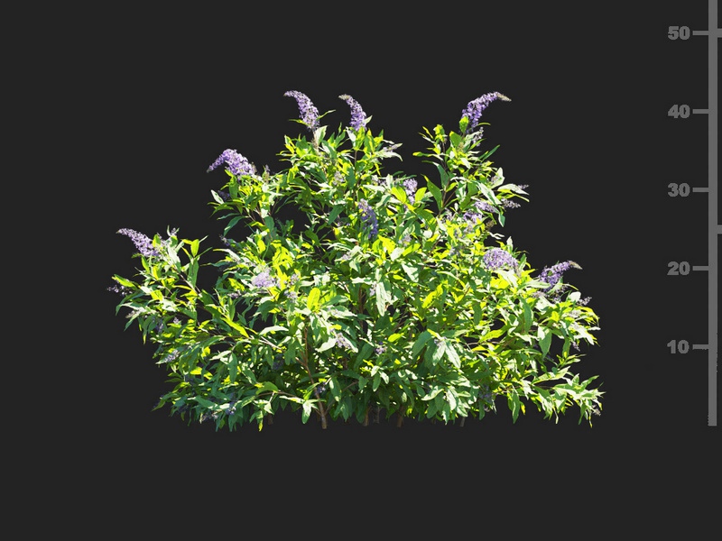 Maxtree - Plant Models Vol.112