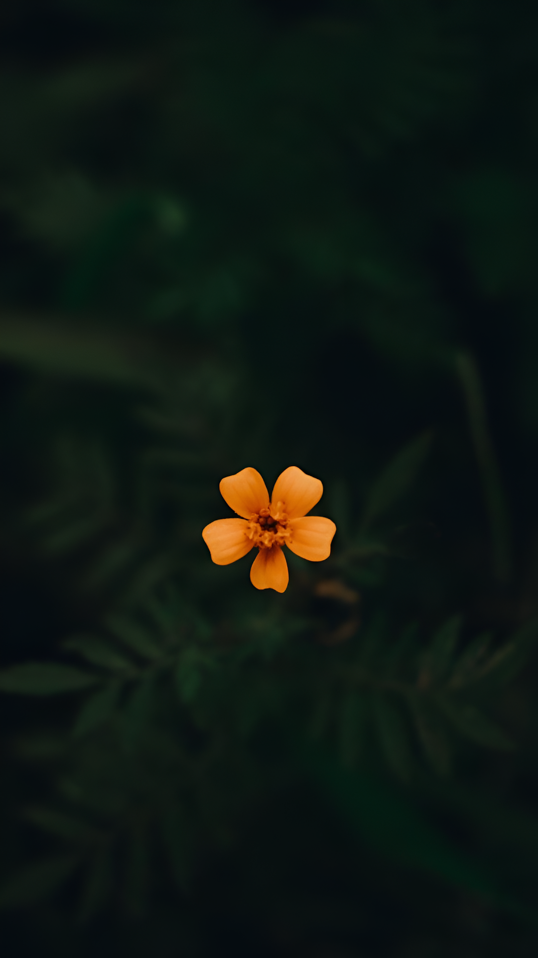 Vibrant Orange Flower Blooming in Dark Green Foliage - Free 4K mobile Wallpaper