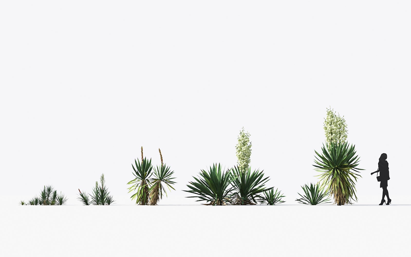 Maxtree - Plant Models Vol.17