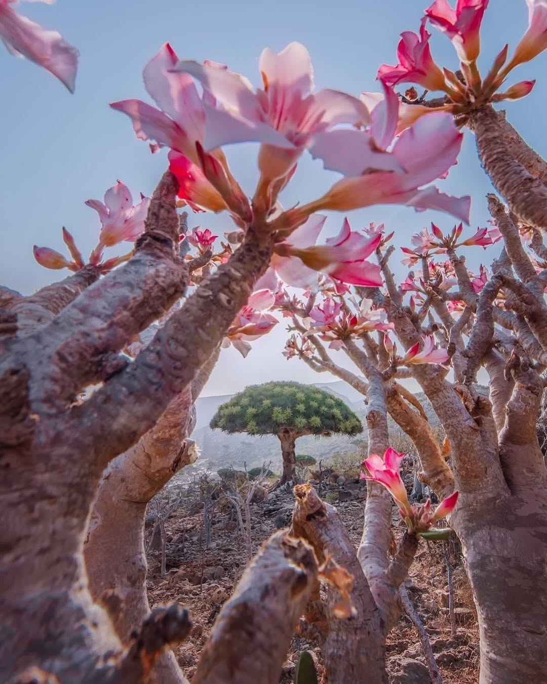 White Sand Dunes of Socotra