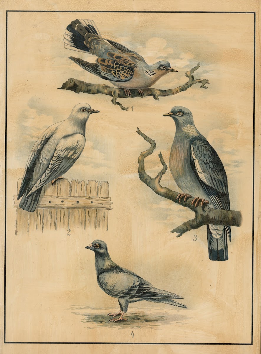 Pigeons 1895