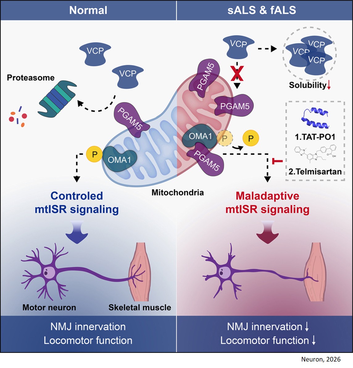 Targeting PGAM5-driven mitochondrial integrated stress response slows ALS progression across subtypes