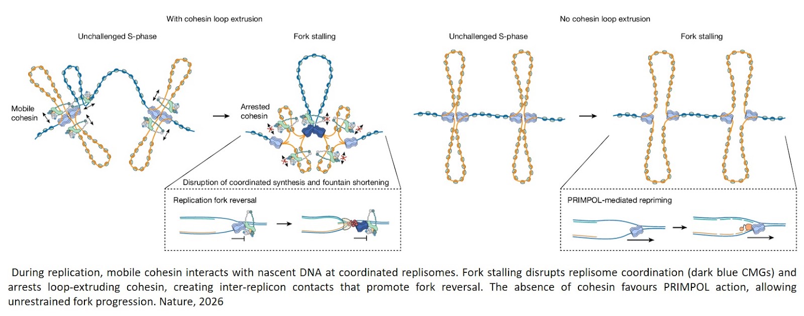 Cohesin reshapes replication fork contacts to aid fork slowing and reversal
