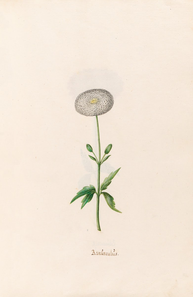 Ranünculüs 1692