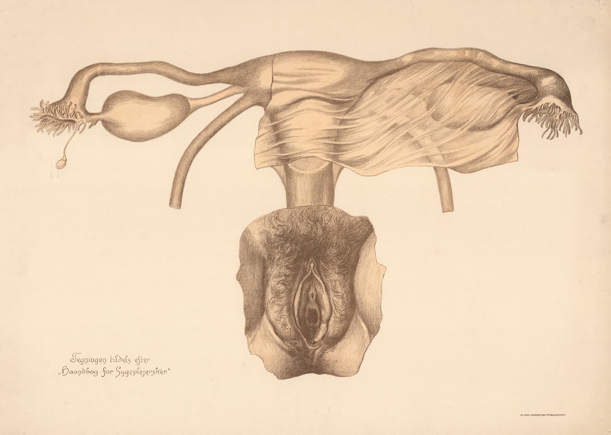 Female Reproductive Organs 1924
