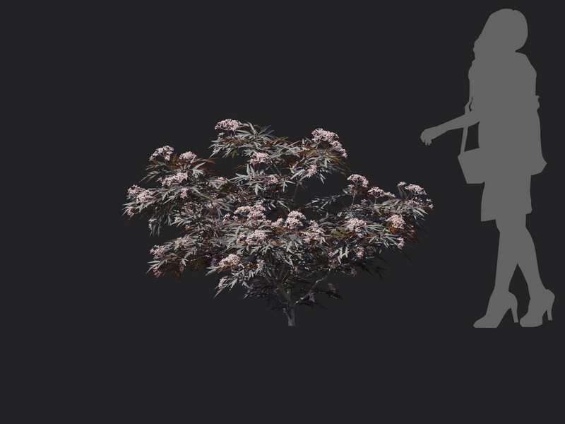 Maxtree - Plant Models Vol.116