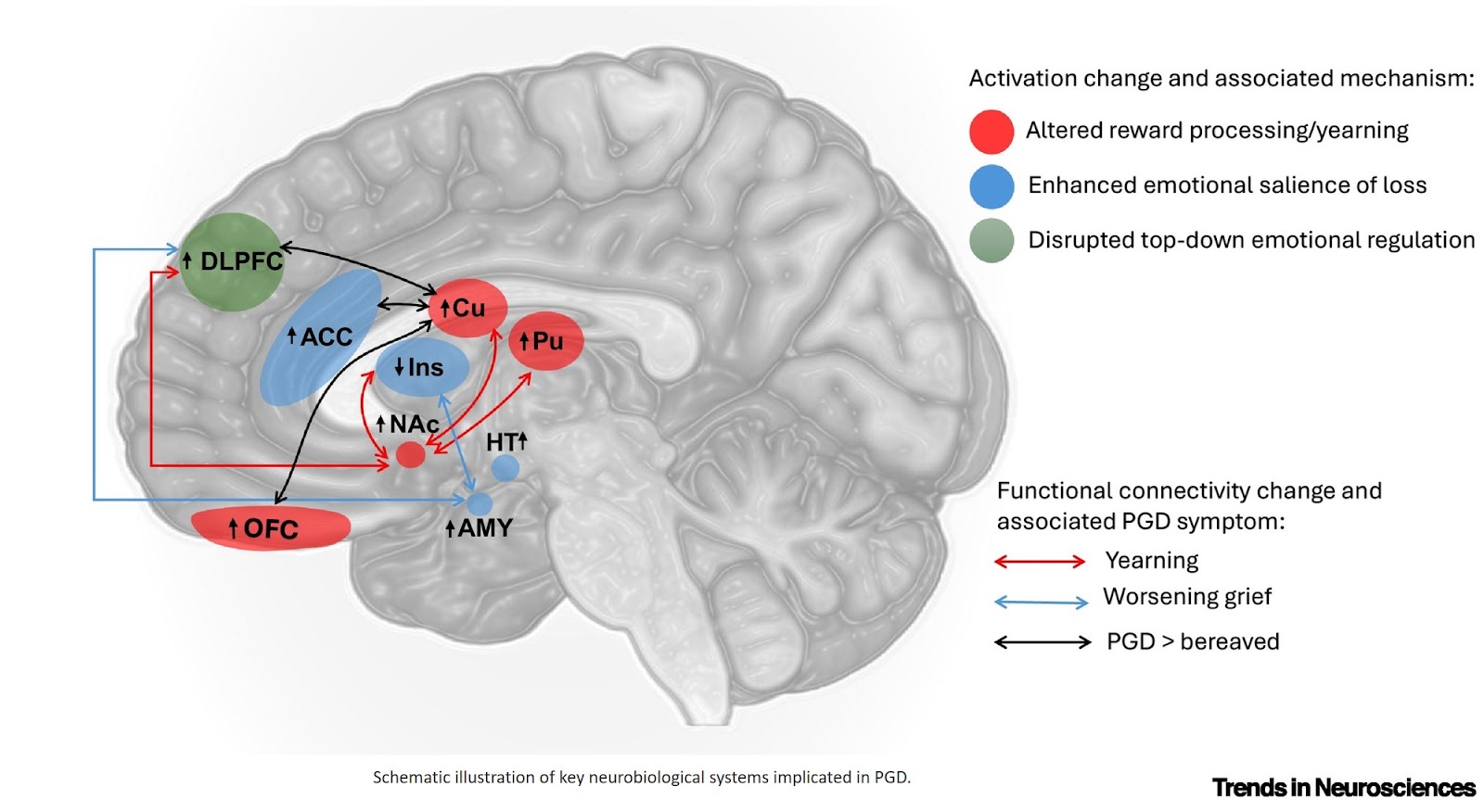 A neurobiological perspective on prolonged grief disorder