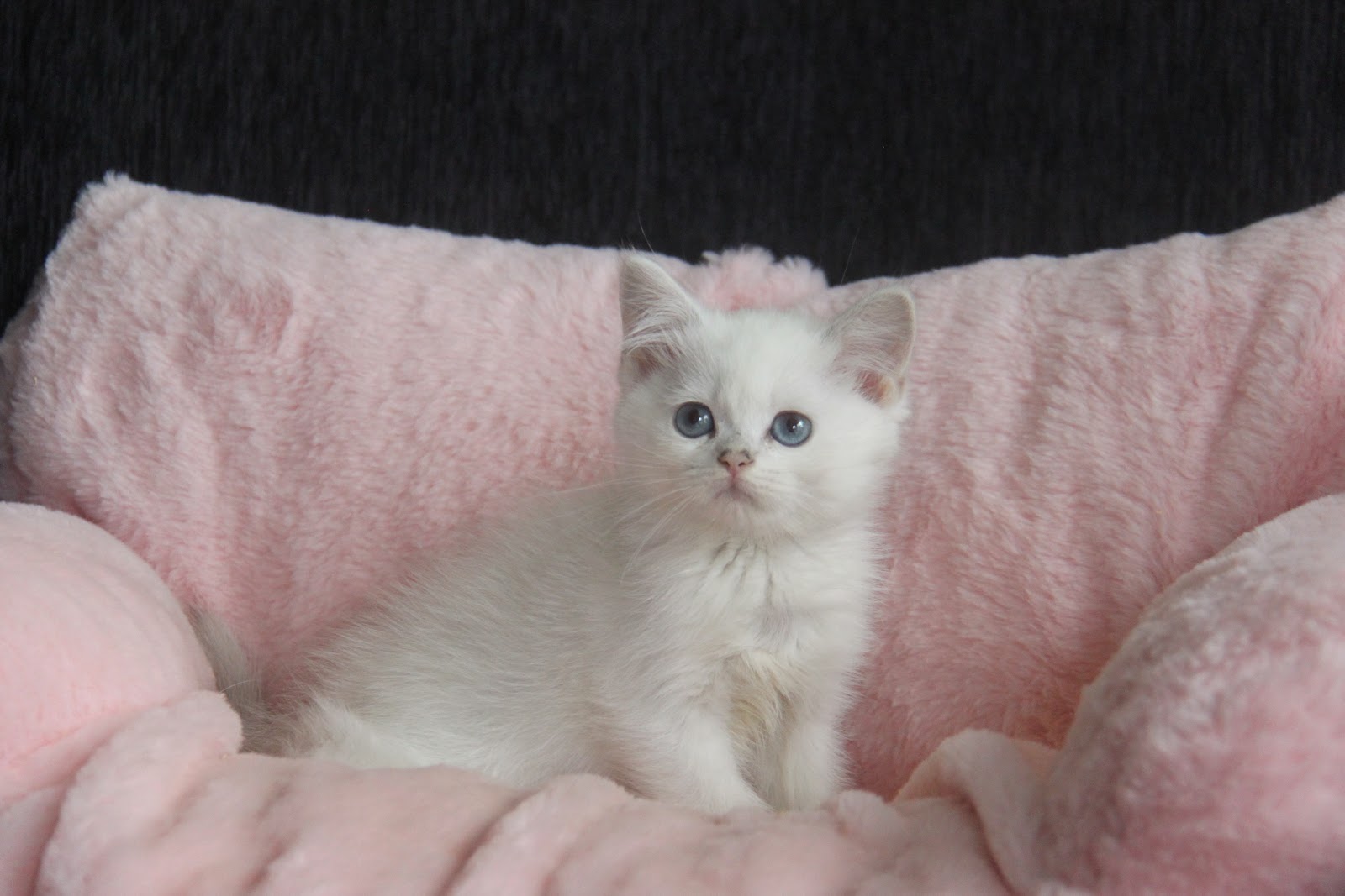 11/7出生 優質英國短毛貓銀點弟弟