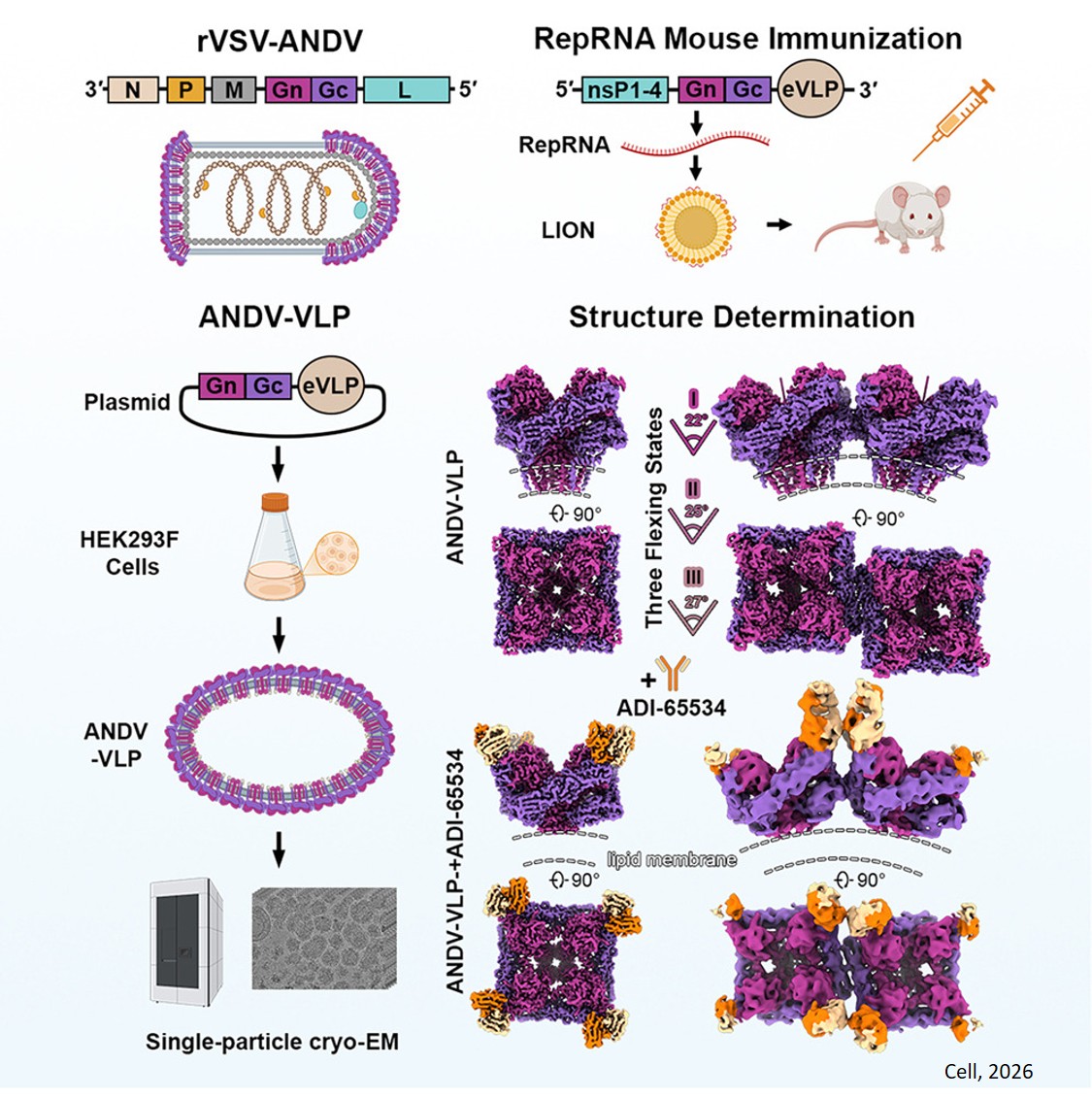 High-resolution in situ structures of hantavirus glycoprotein tetramers