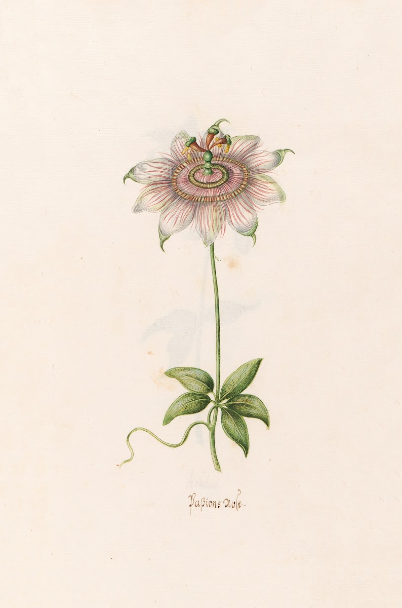 Passions rose 1692