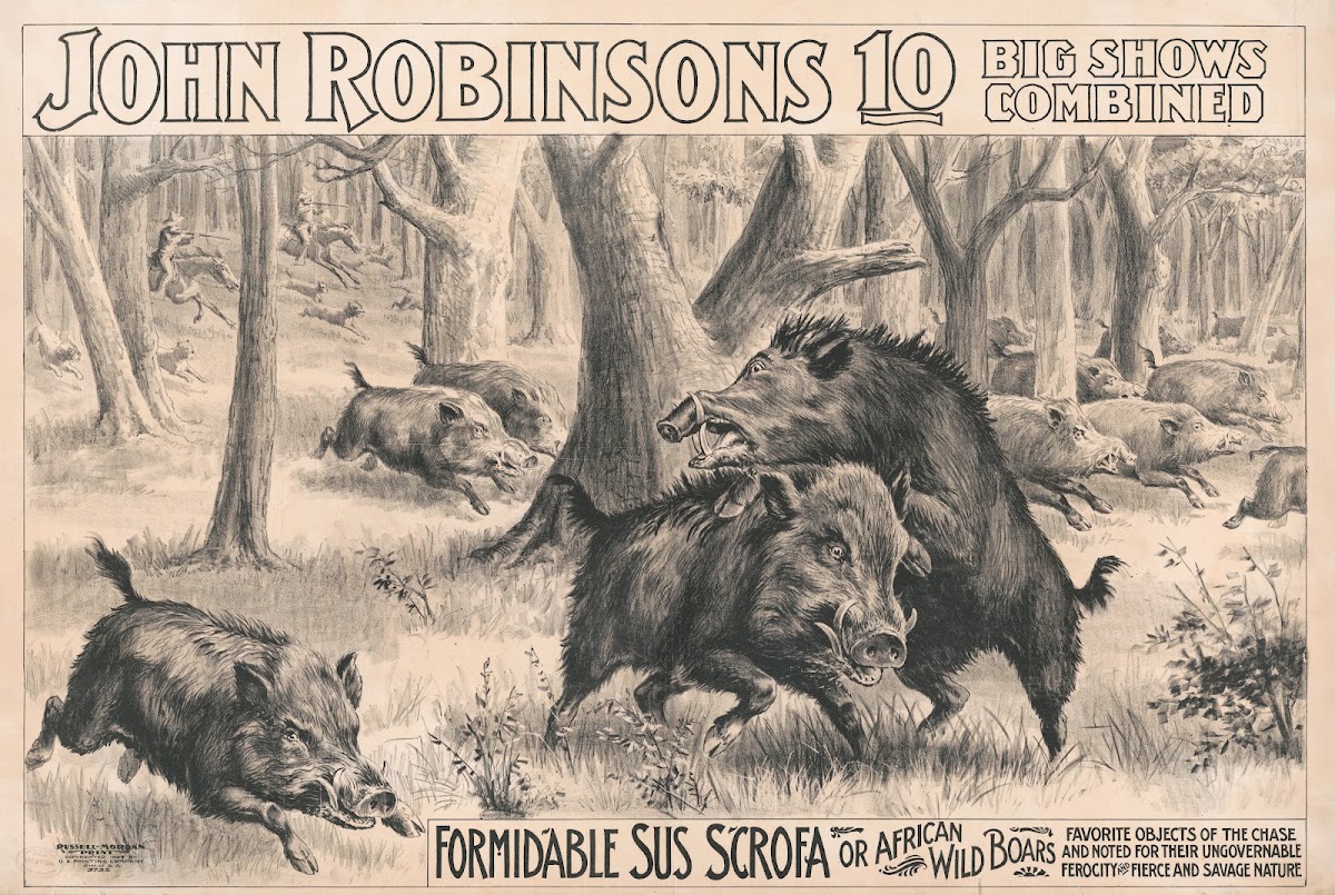 John Robinsons 10 big shows combined Formidable sus scrofa or African wild boars