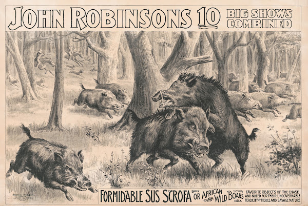 John Robinsons 10 big shows combined Formidable sus scrofa or African wild boars