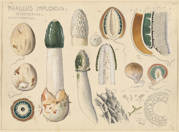 Phallus impudicus L 1915 1945