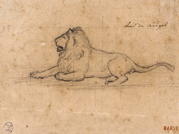 Lion du Sénégal 19th century