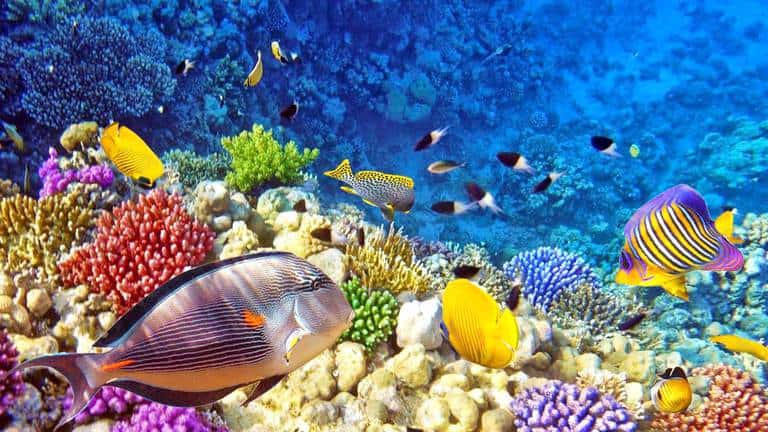 Coral reefs at Raja Ampat Indonesia. Blue carbon ecosystem, carbon, ocean, coral bleaching, Ocean Acidification, marine ecosystems. CarbonEthics Indonesia