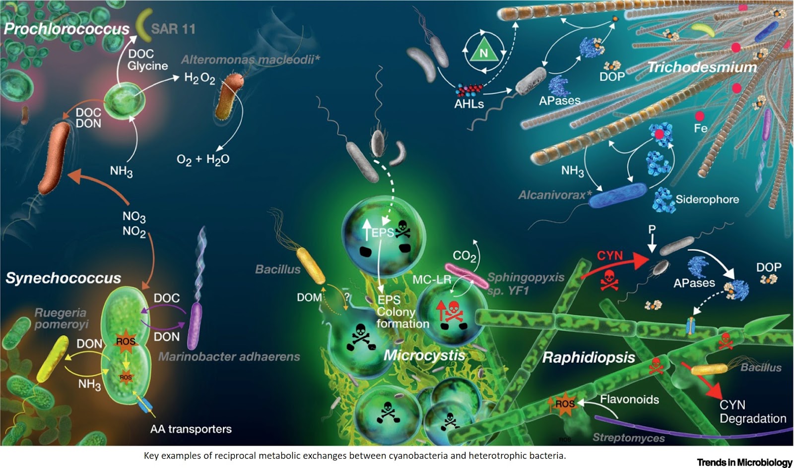 Interbacterial relationships shape cyanobacterial ecology