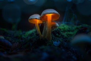 Mushrooms Wallpaper