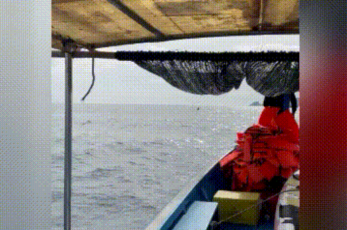 CLIP: Khoảnh khắc cá voi săn mồi trên biển Gia Lai - Báo Tiền Phong
