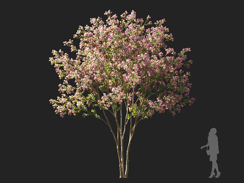 Maxtree - Plant Models Vol.122