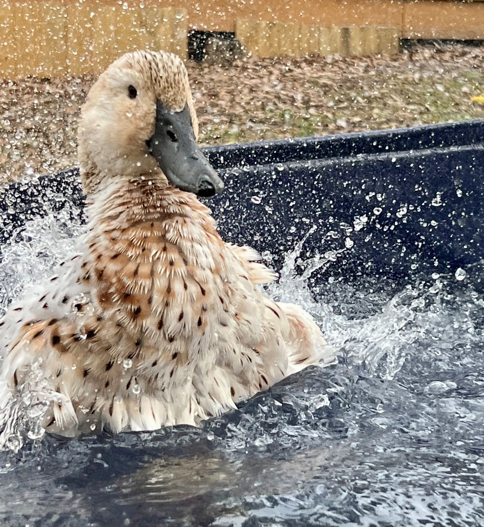 Welsh Harlequin Duckling