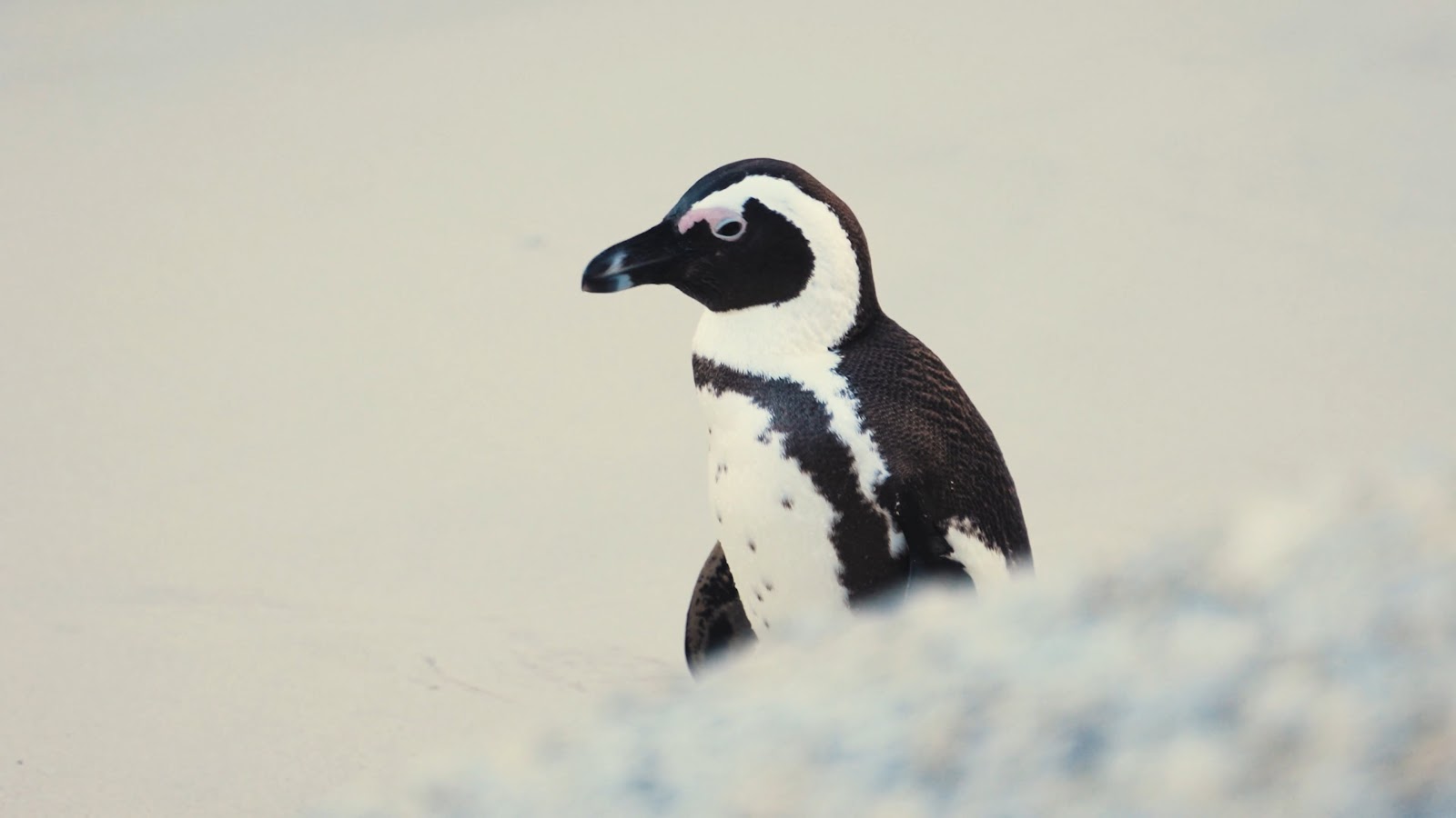 Penguin Wallpaper