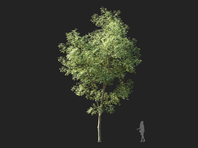 Maxtree - Plant Models Vol.114