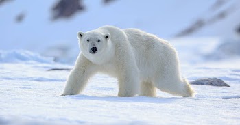 Polar Bear Wallpaper