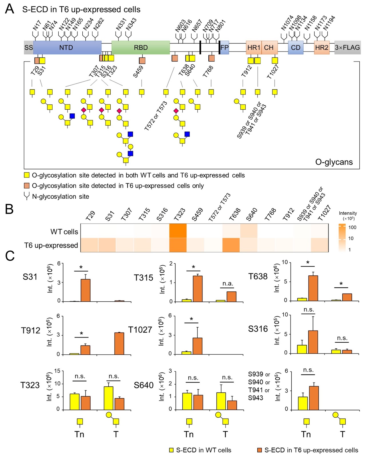 O-glycosylation of SARS-CoV-2 spike protein by host O-glycosyltransferase strengthens its trimeric structure