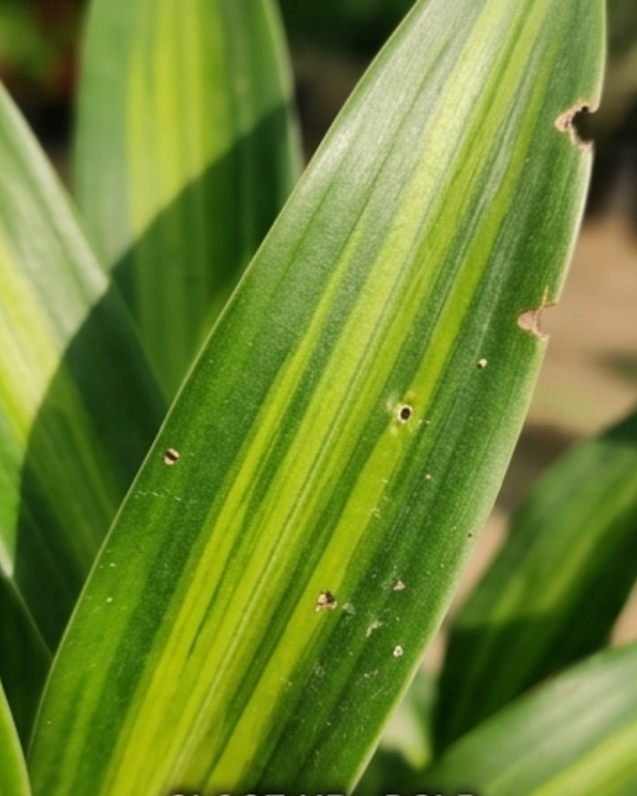 Dracaena Green Indoor Plant — view 4