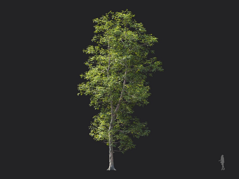 Maxtree - Plant Models Vol.124