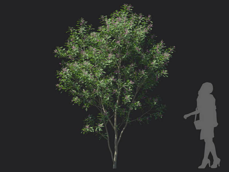 Maxtree - Plant Models Vol.129
