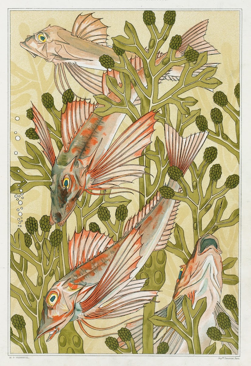 Rouget 1897