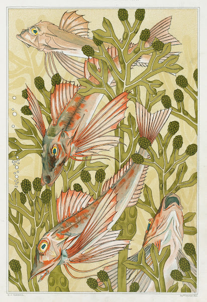 Rouget 1897