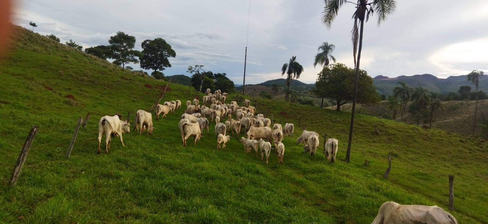 Fazenda no Município de Niquelândia - GO 5